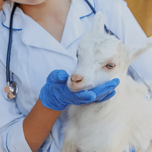 alpine goats farms goat Health and Nutrition