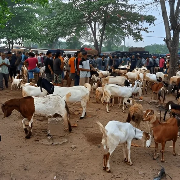 alpine goats farms trading