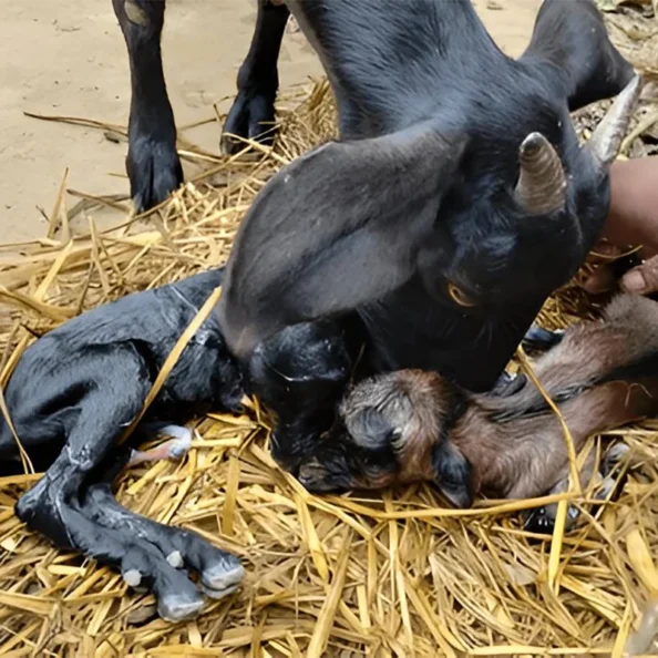 alpine goats farms breeding