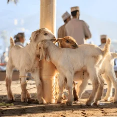 Alpine Goats Farms Trading Services Alpine Goats Farms Trading Services