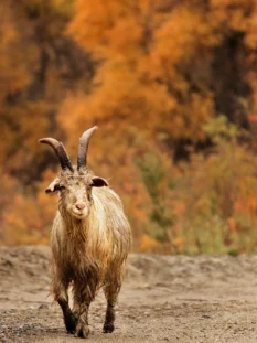 Alpine Goats Farms Alpine Goats Farms