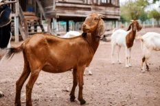 Alpine Goats Farms Alpine Goats Farms