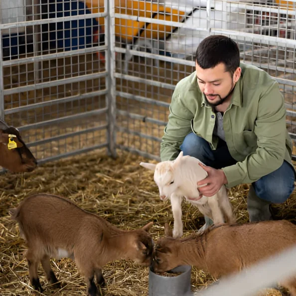 Alpine Goats Farms