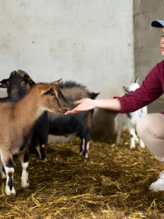 Alpine Goats Farms Alpine Goats Farms