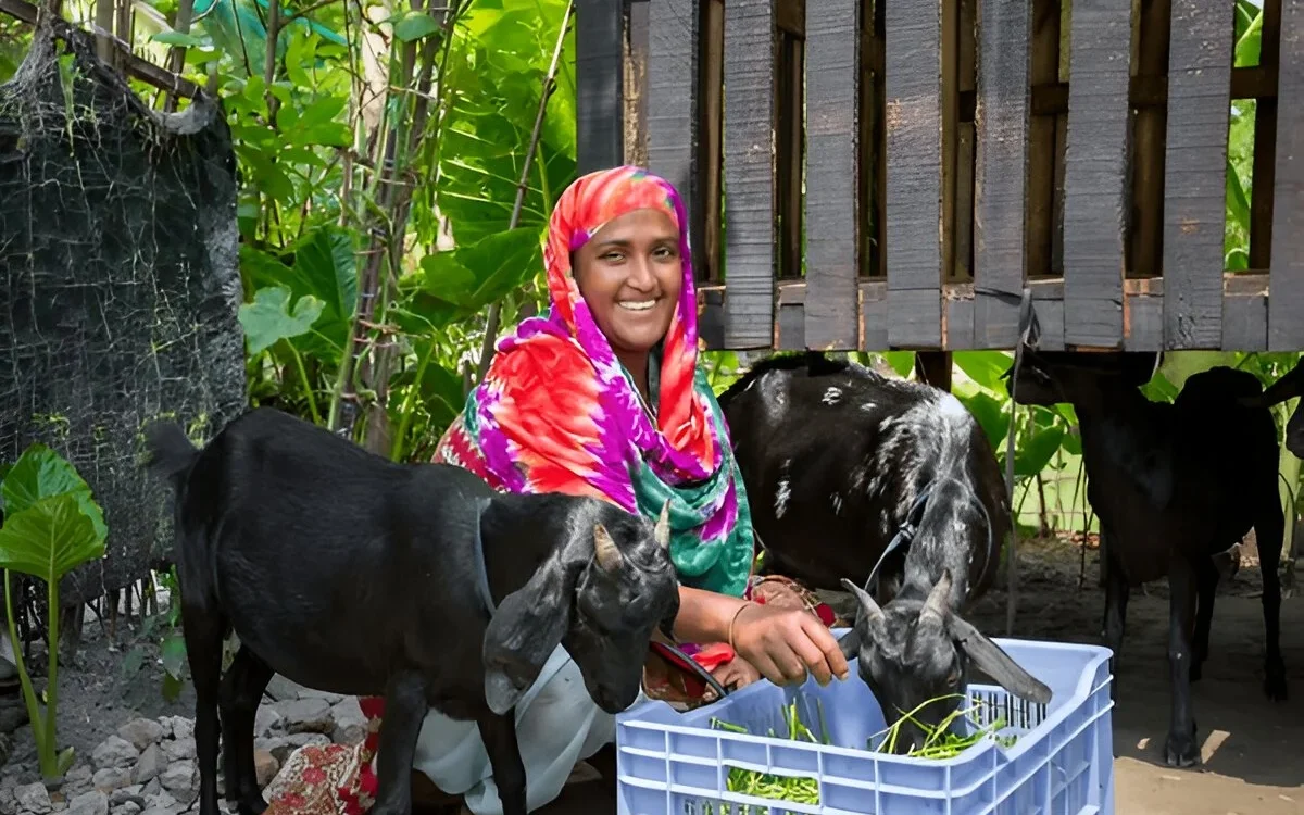 Alpine Goats Farms