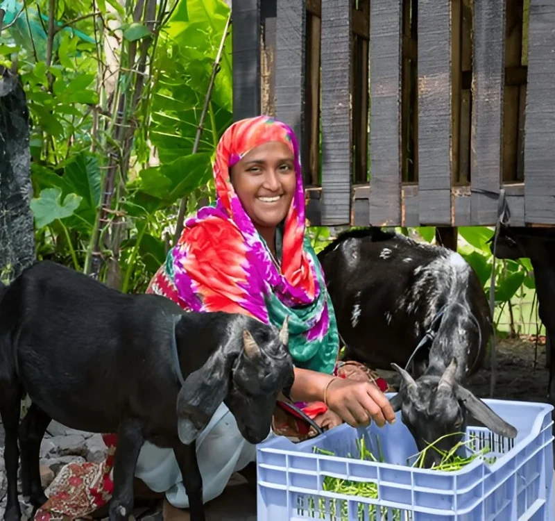 Alpine Goats Farms