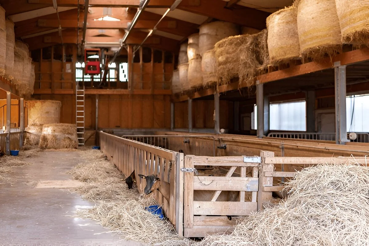 Alpine Goats Farms