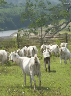 Alpine Goats Farms Alpine Goats Farms