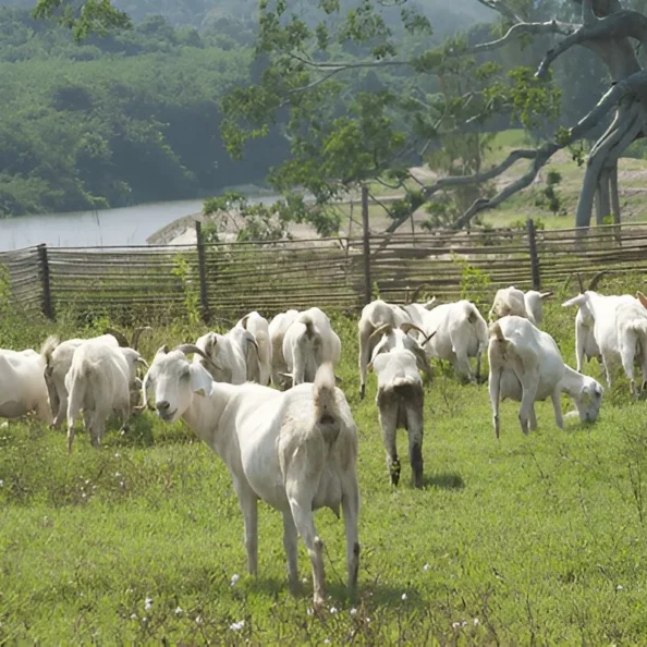 Alpine Goats Farms