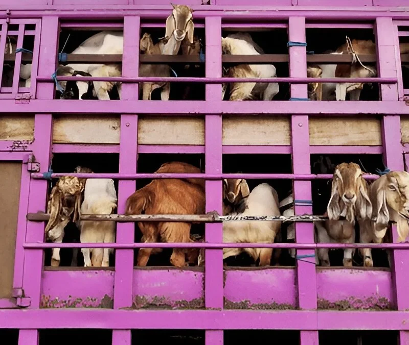 Commercial Goat Farming in India: A Profitable Business Model, Investment, and Profits