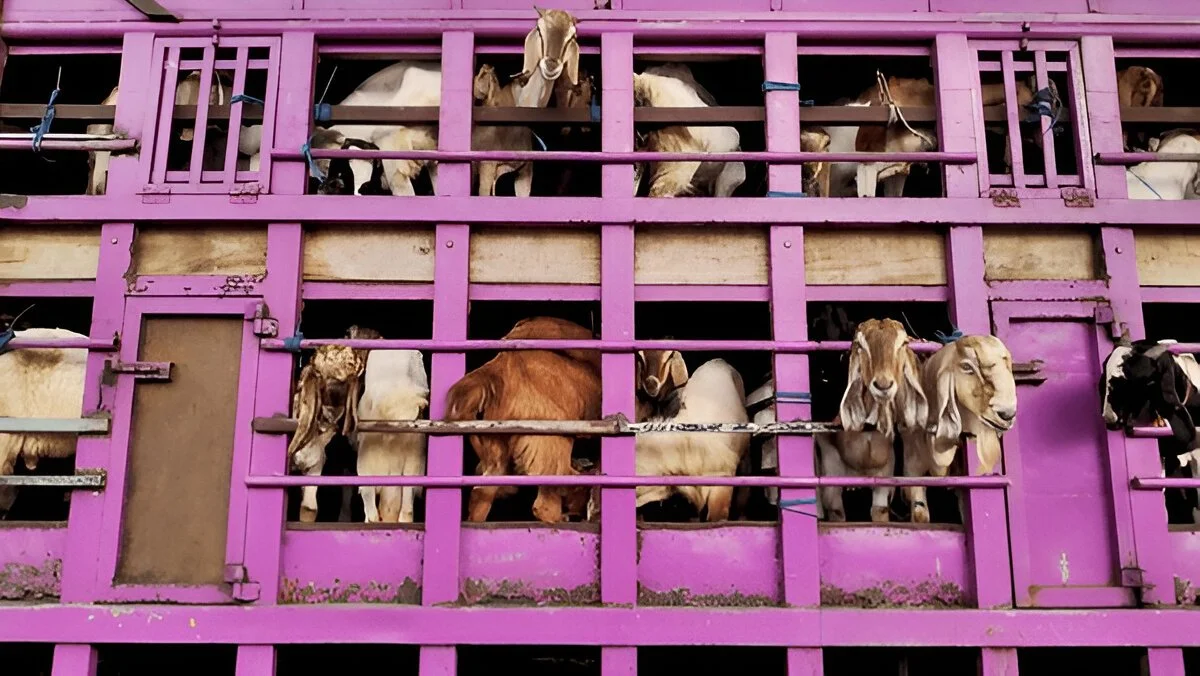 Alpine Goats Farms