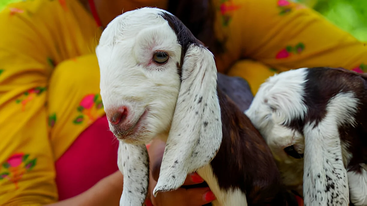 Alpine Goats Farms