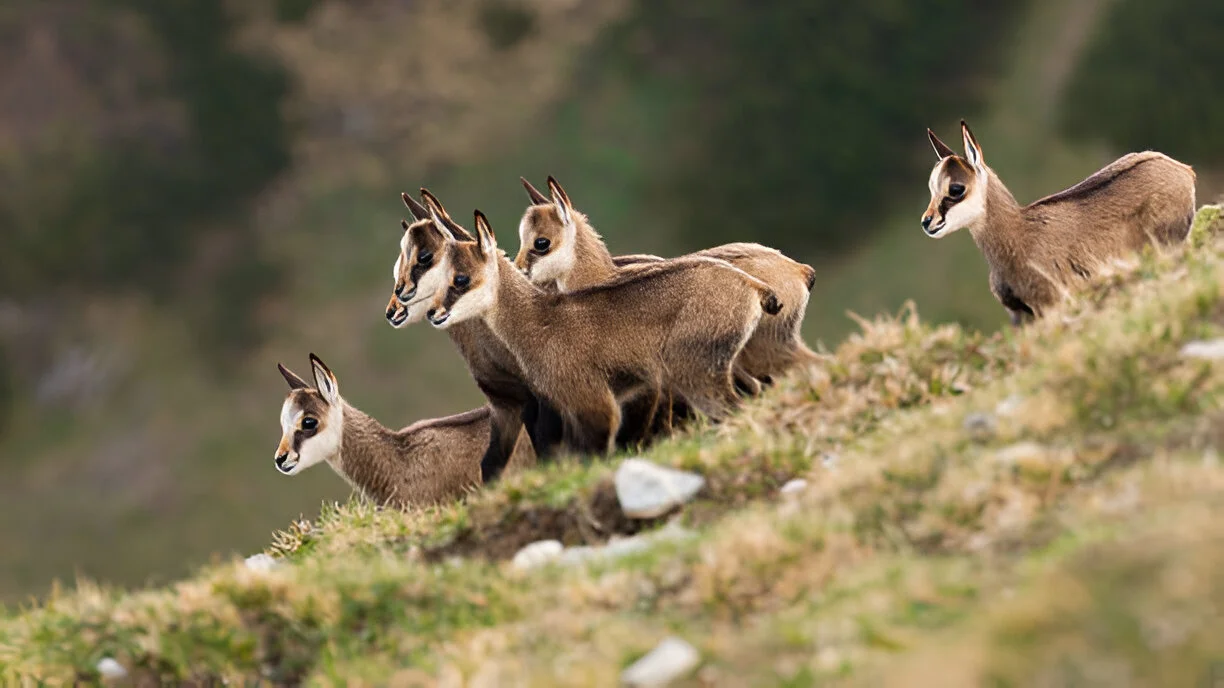 Alpine Goats Farms