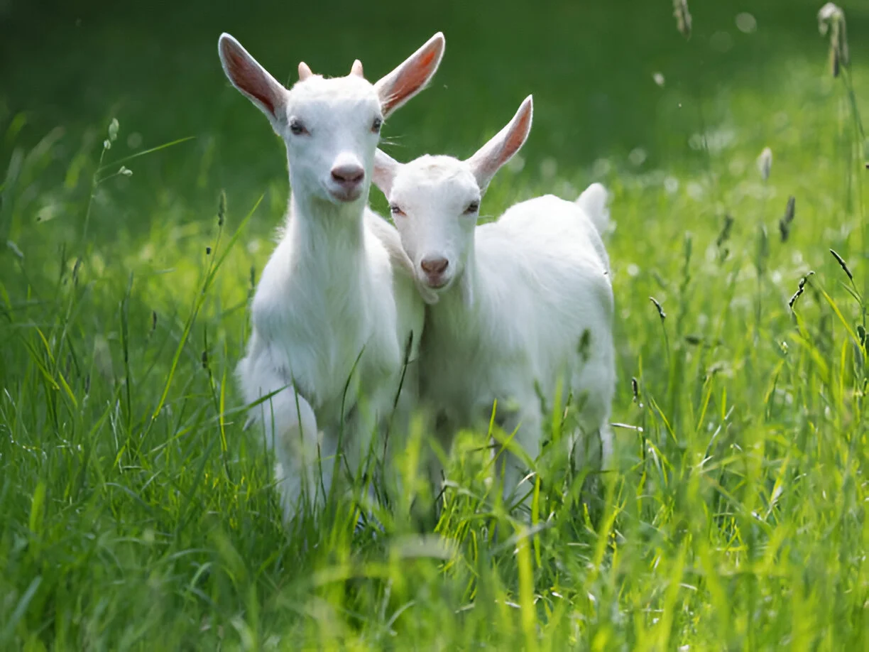 Alpine Goats Farms