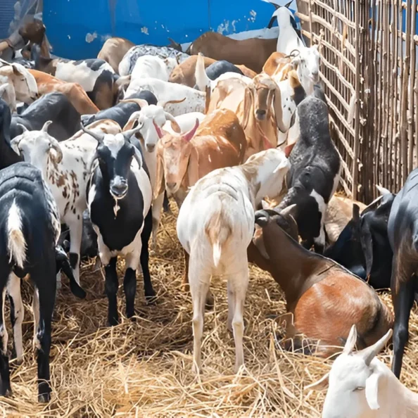 Alpine Goats Farms