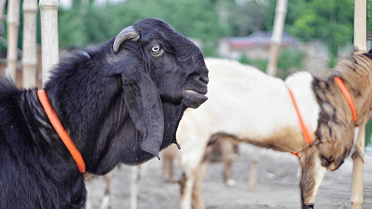 Beetal Goat Farming Success: Profitable Strategies for Rural India