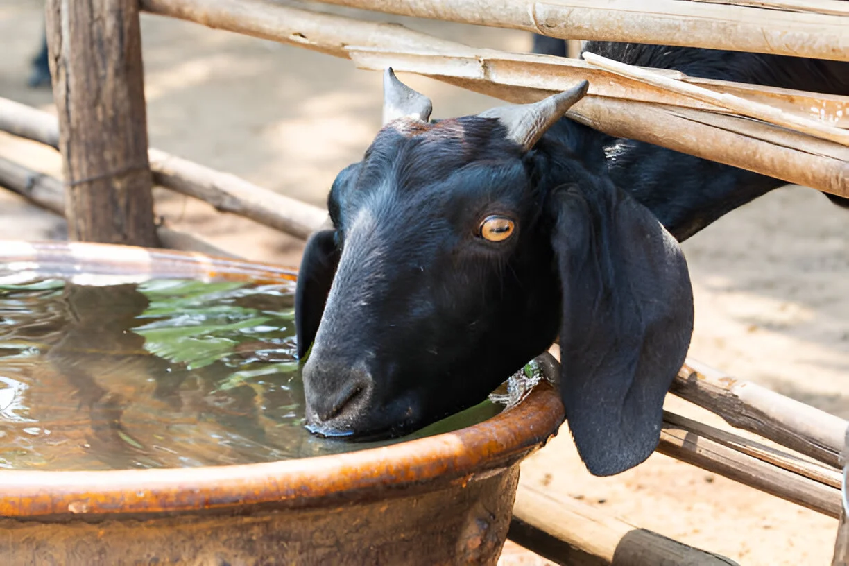 Alpine Goats Farms