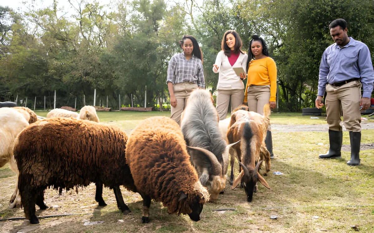 Alpine Goats Farms