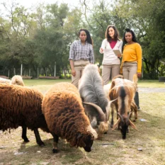 Alpine Goats Farms Alpine Goats Farms
