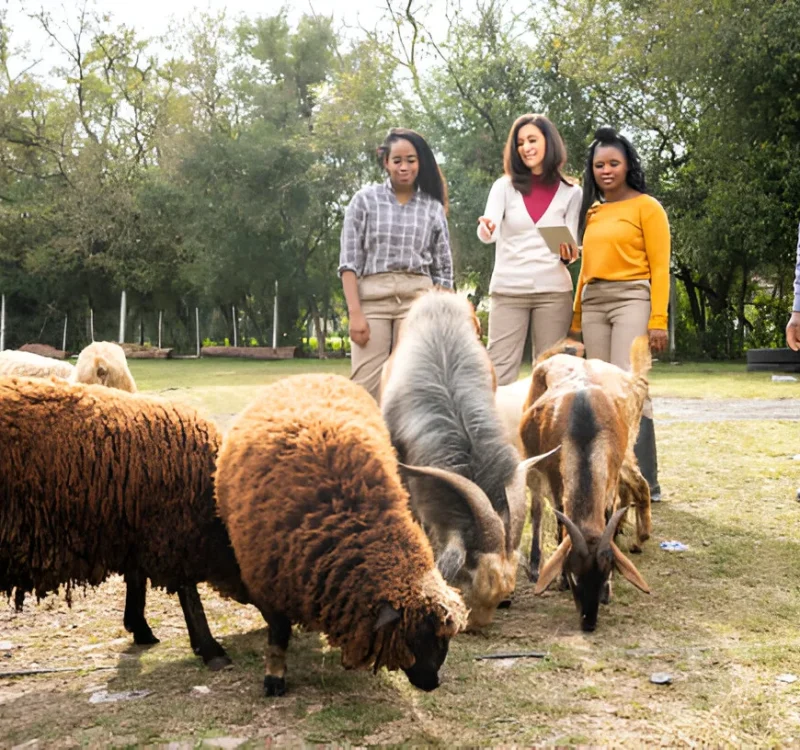 Alpine Goats Farms