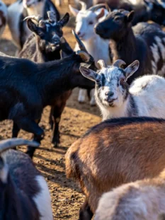 Alpine Goats Farms Alpine Goats Farms