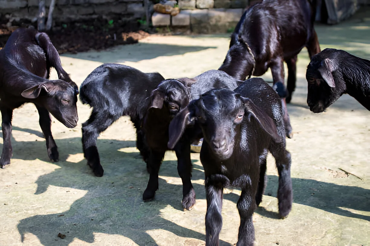 Best Goat Breeds In India Meat Dairy Dual Purpose Guide
