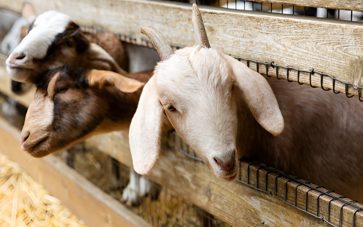 Best Goat Breeds in India: Meat, Dairy & Dual-Purpose Guide