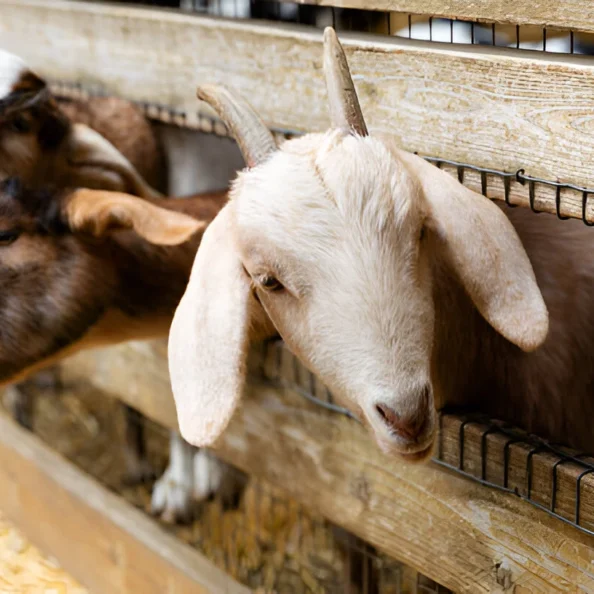 Best Goat Breeds in India: Meat, Dairy & Dual-Purpose Guide