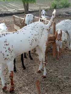Alpine Goats Farms Alpine Goats Farms